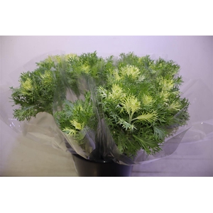 Brass Crane Fea Snow