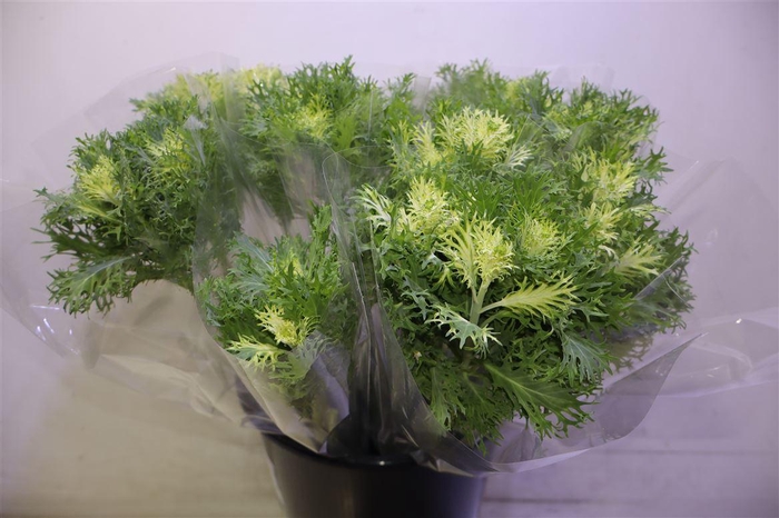 <h4>Brass Crane Fea Snow</h4>