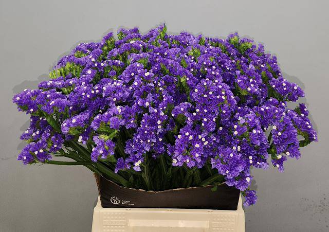 <h4>LIM S CRYST DARK BLU</h4>