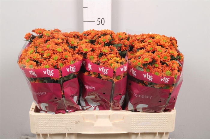 <h4>Chr S Aaa Insta</h4>