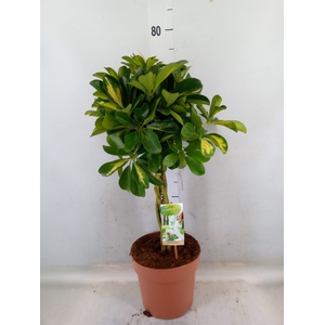 Schefflera arbor. 'Gold Capella'