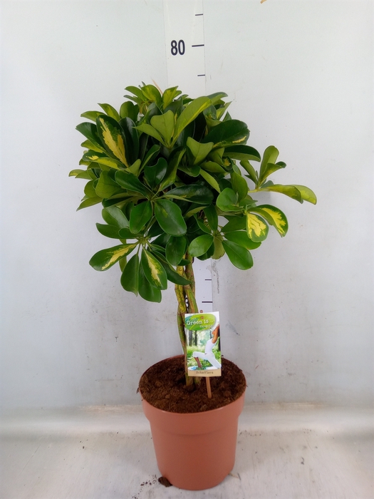 <h4>Schefflera arbor. 'Gold Capella'</h4>