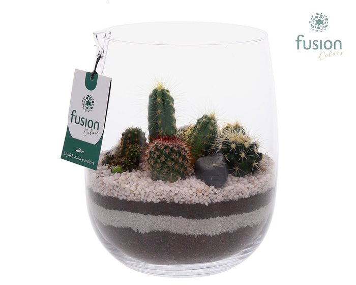 <h4>Glazen vaas met Cactussen</h4>