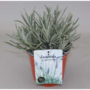 Lavandula Angustifolia C1,5