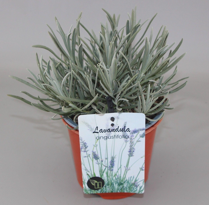 <h4>Lavandula Angustifolia C1,5</h4>