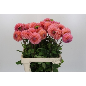 Dahlia Linda's Baby
