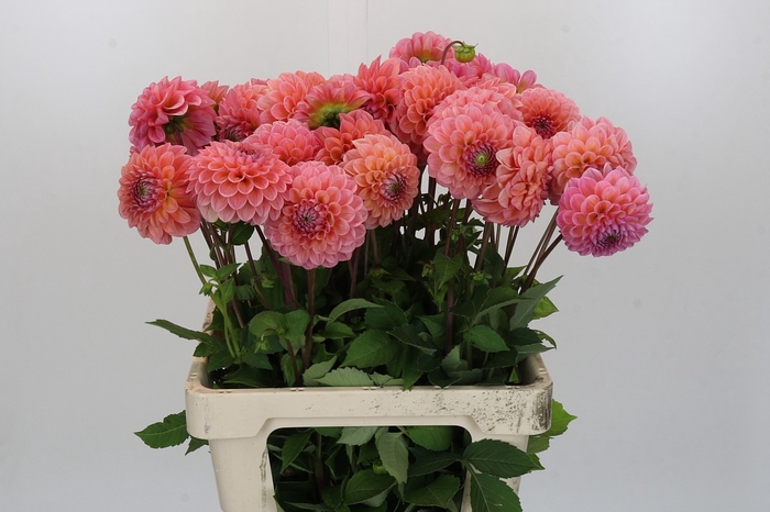 <h4>Dahlia Linda's Baby</h4>