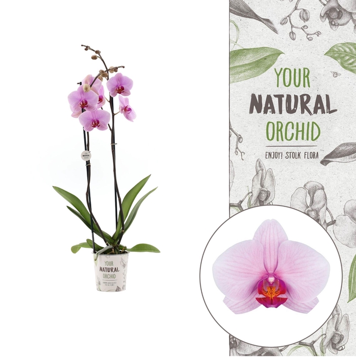 <h4>Your Natural Orchid | Washington | Phalaenopsis 2 spike</h4>