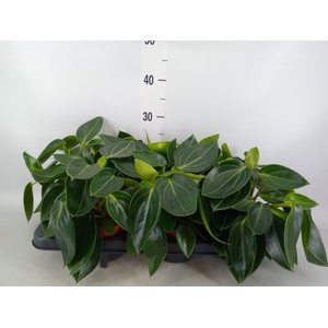 Peperomia