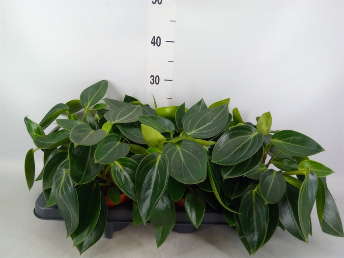 <h4>Peperomia</h4>
