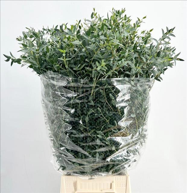 <h4>EUC. PARVIFOLIA 300GR</h4>