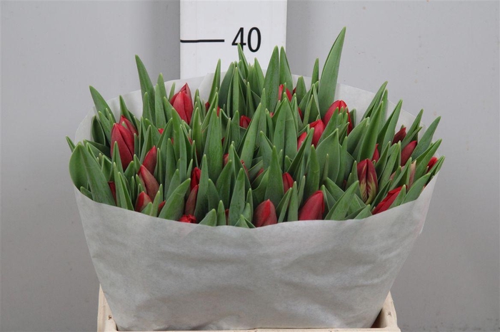 <h4>Tu En Red Stone</h4>