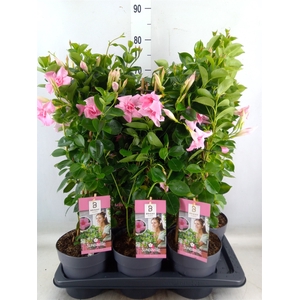 Mandevilla  'Sundavil Dbl Blush Pk'