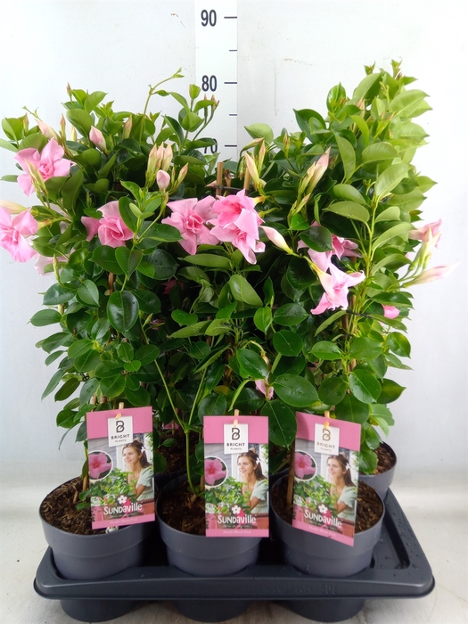 <h4>Mandevilla  'Sundavil Dbl Blush Pk'</h4>