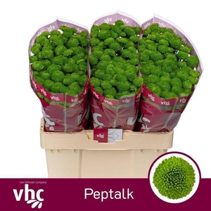 Chrys santini AAA Peptalk