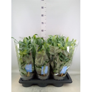 Phlebodium aureum 'Blue Star'