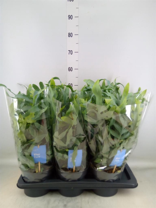 <h4>Phlebodium aureum 'Blue Star'</h4>