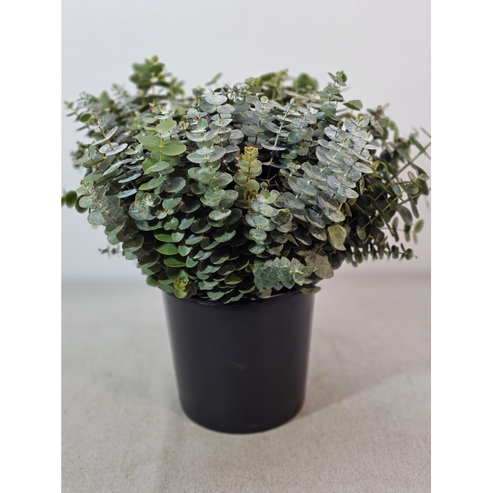 <h4>EUC BABY BLUE PER STEEL</h4>