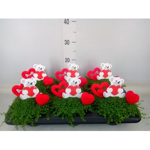 Soleirolia soleirolii   ...green