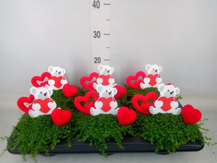 <h4>Soleirolia soleirolii   ...green</h4>