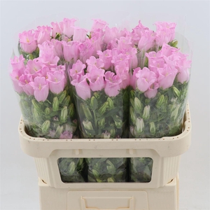 Campanula Champion Pink
