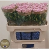 Camp M Cam Pear Pink