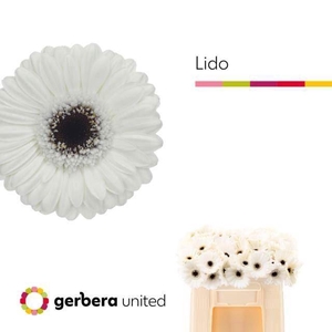 GERMINI LIDO GE MI LIDO