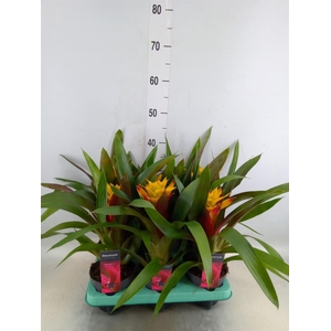 Guzmania   ...