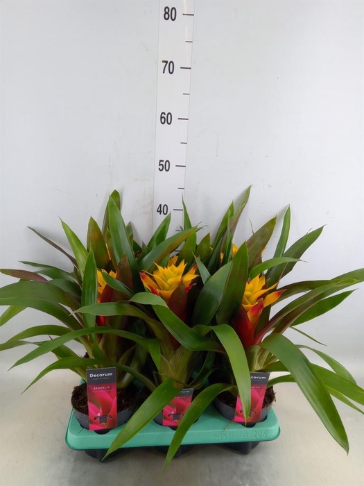 <h4>Guzmania   ...</h4>