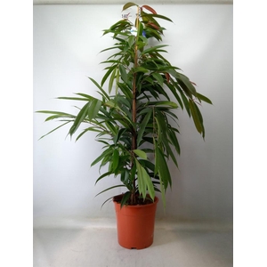 Ficus binn. 'Amstel King'