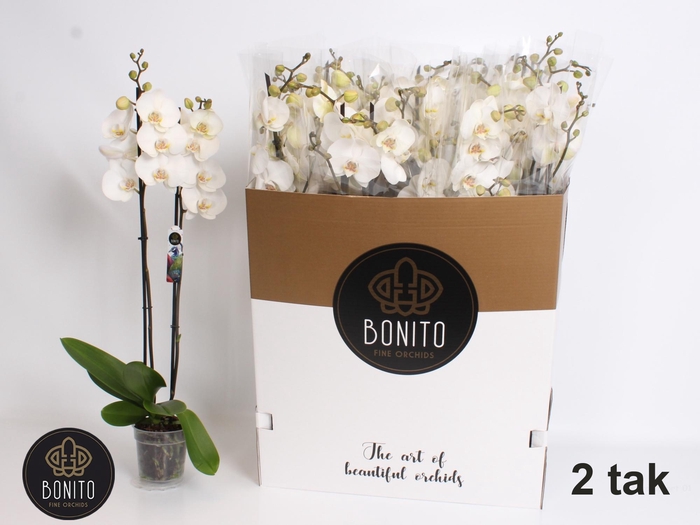 <h4>PHAL SILHOUETTE</h4>