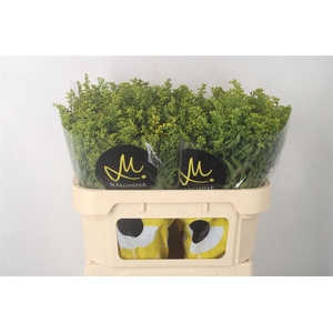 SOLIDAGO CARZAN GLORY