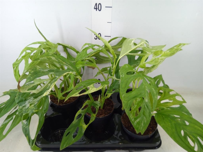 <h4>Monstera   ...</h4>