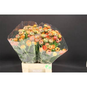 Ran Extra Dark Orange