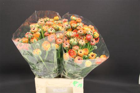 <h4>Ran Extra Dark Orange</h4>