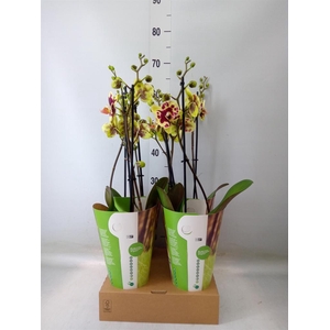 Phalaenopsis  'Ant Amadora'