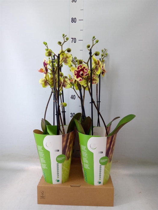 <h4>Phalaenopsis 'Ant Amadora'</h4>