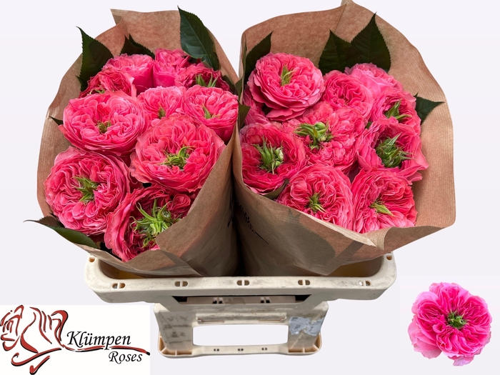 <h4>R GR MIDDLETON!</h4>