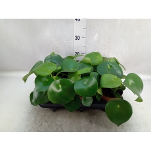 Peperomia polybotrya 'Raindrop'