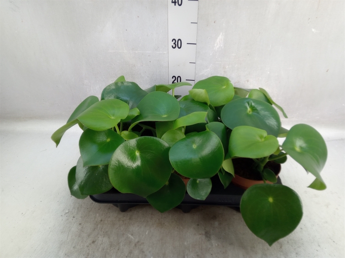 Peperomia polybotrya 'Raindrop'