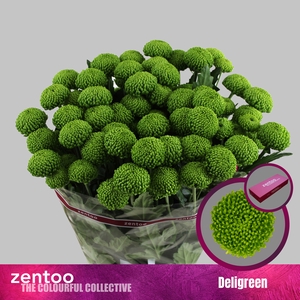 Chrysanthemum (Indicum Grp) grappe Deligreen