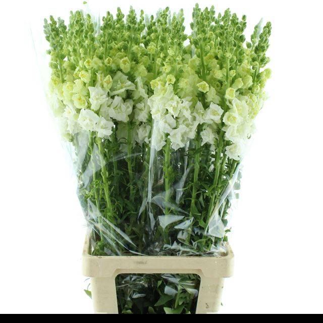 <h4>ANTIR OP LEGEND DOUBLE WHITE</h4>