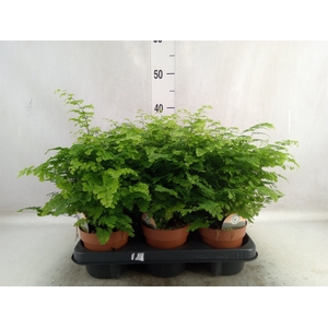 Adiantum raddi. 'Fritz-Luthi'