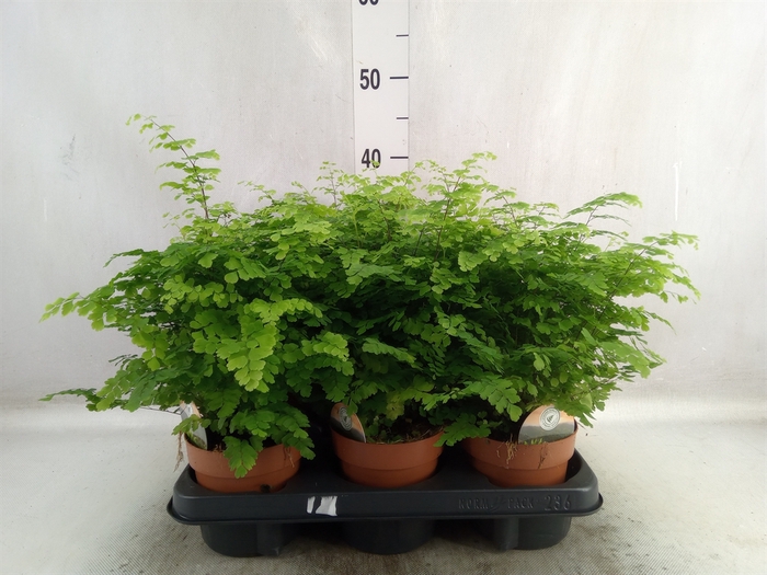 Adiantum raddi. 'Fritz-Luthi'