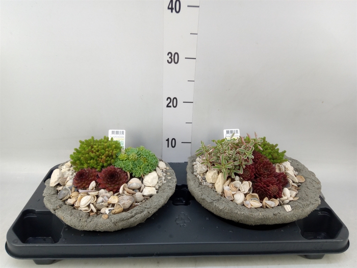<h4>Arr.   Tuinplanten L%</h4>