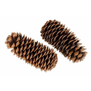 Pinecone Sugar L25