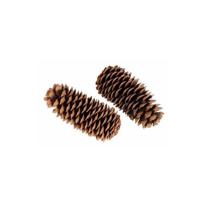 <h4>Pinecone Sugar L25</h4>