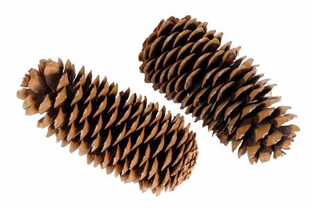 Pinecone Sugar L25