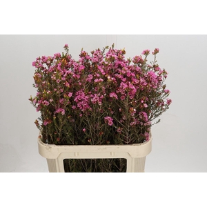 Chamelaucium Sarah's Delight