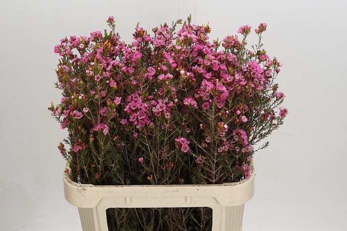 <h4>Chamelaucium Sarah's Delight</h4>